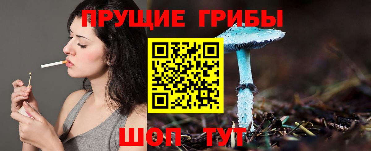 Галлюциногенные грибы GOLDEN TEACHER  Вход с VPN  где найти наркотики  Тюмень  Псилоцибиновые грибы Psilocybe 